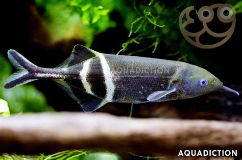 elephant nose fish|Elephant Nose Fish (Elephant Fish) Care & Overview.